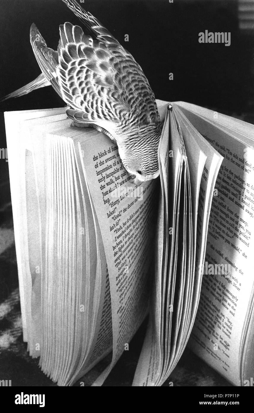 Wellensittig reads book Stock Photo