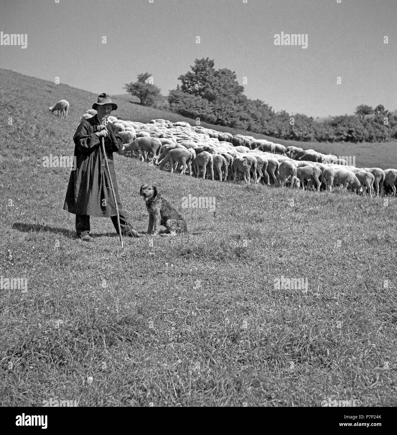 Shepherd with his flock of sheep, ca. 1945 to 1955, near Freiburg, Germany Stock Photo