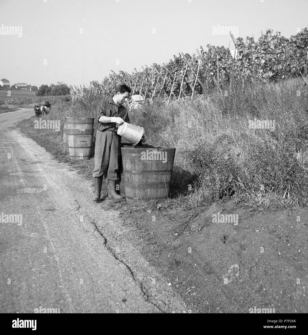 Vintners dump harvested grapes into a wooden container, ca. 1945 to 1955, near Freiburg, Germany Stock Photo