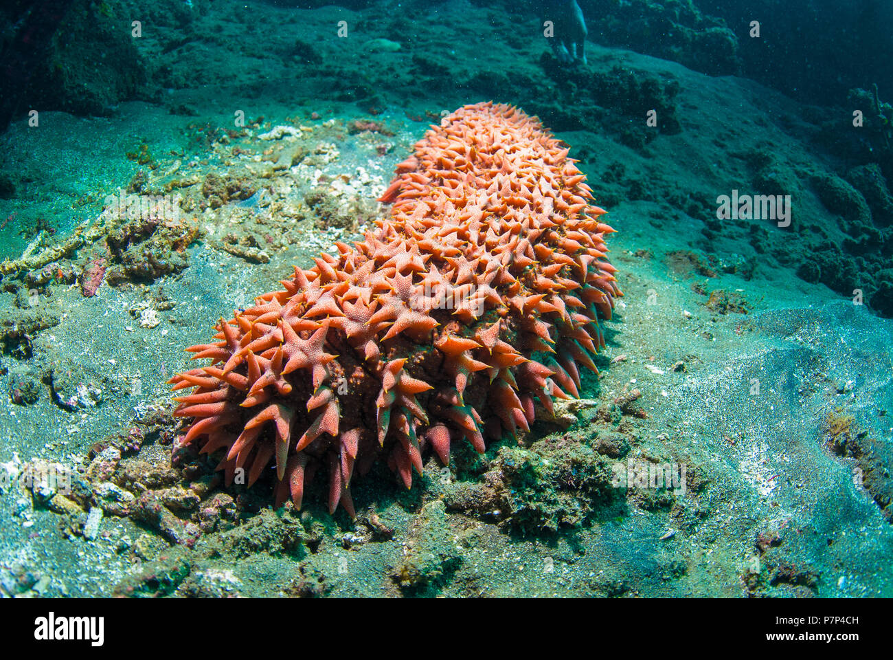 Bright red sea cucumber (Holothuroidea), Bali, Indonesia Stock Photo