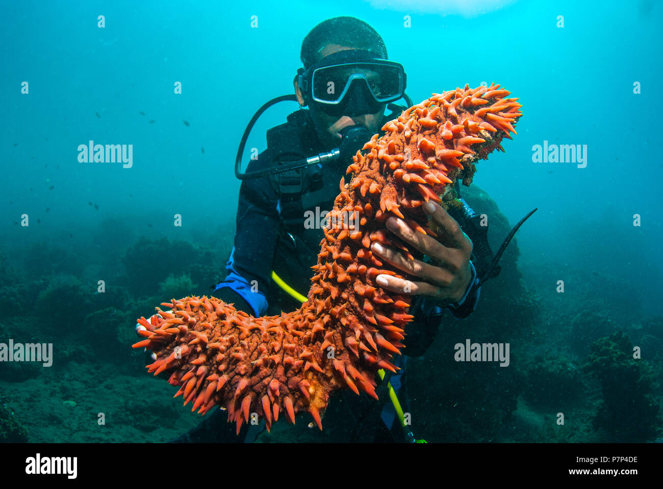 Scuba diver holding up a sea cucumber (Holothuroidea) [MR] Stock Photo