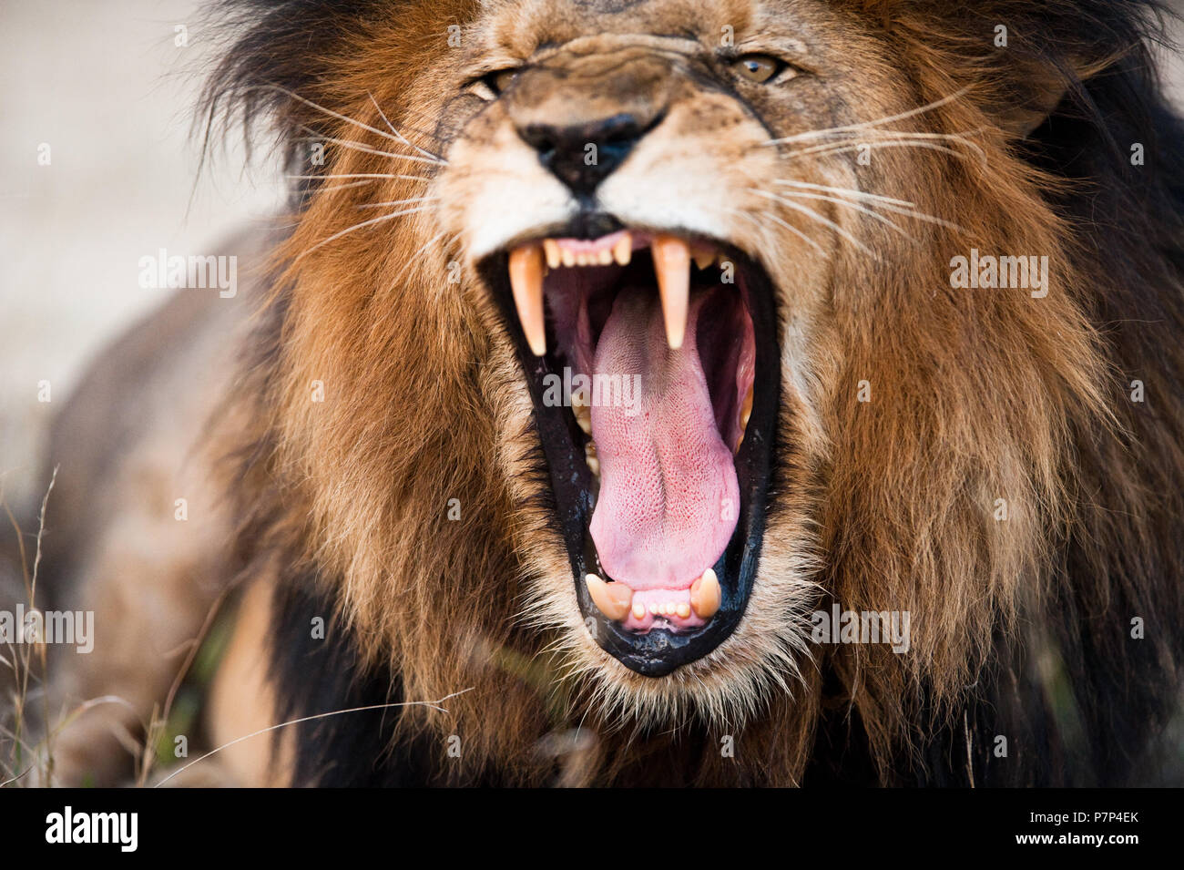 Angry roaring lion, Kruger National Park, South Africa Stock Photo