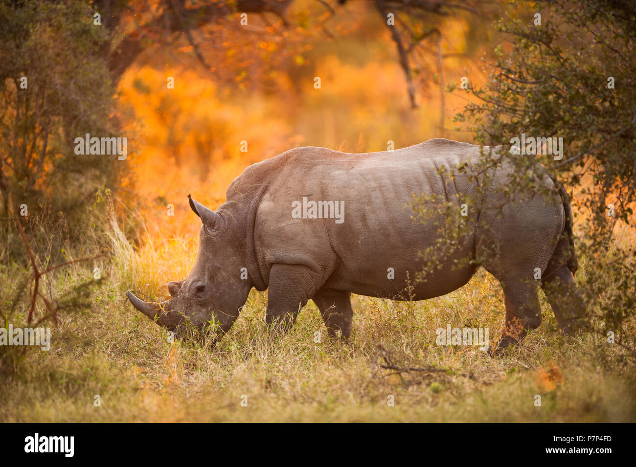 Rhinoceros in late afternoon, Kruger National Park Stock Photo