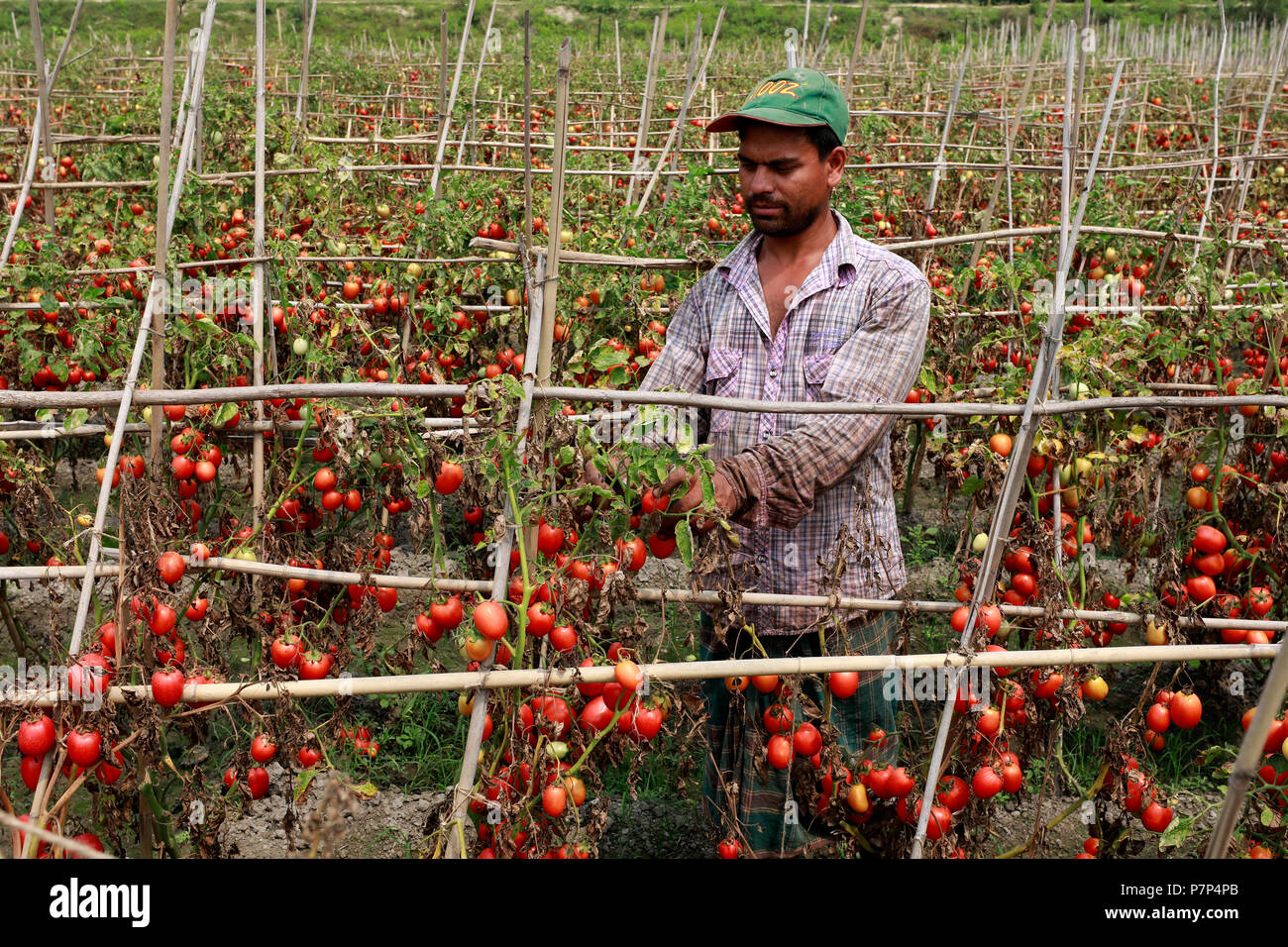 Bangladeshi tomato hires stock photography and images Alamy