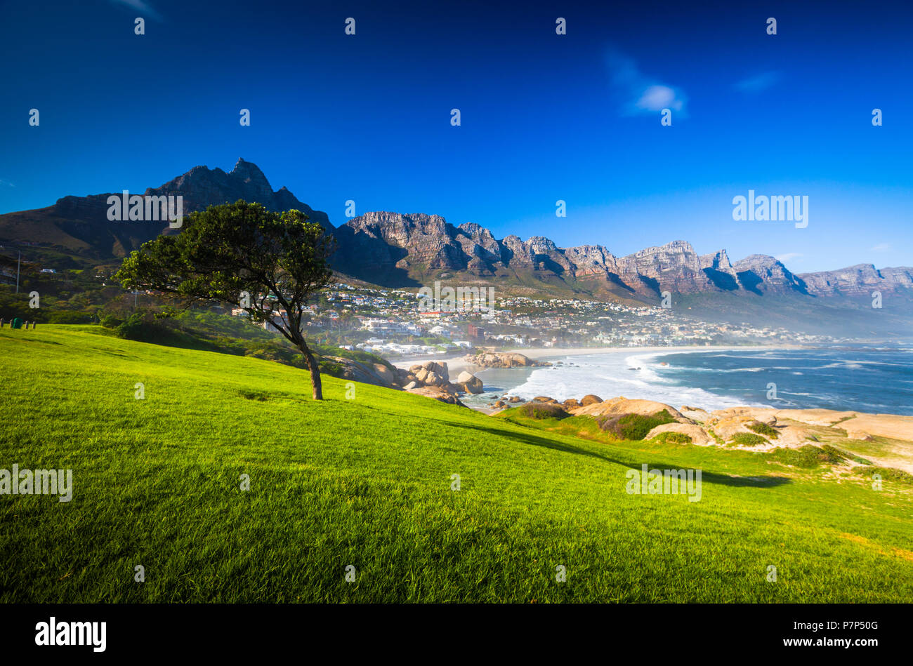 Grass, Tree, and Blue Sky, Camps Bay, South Africa Stock Photo