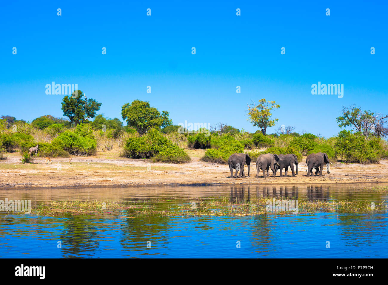 Group of elephants walking along a river Stock Photo