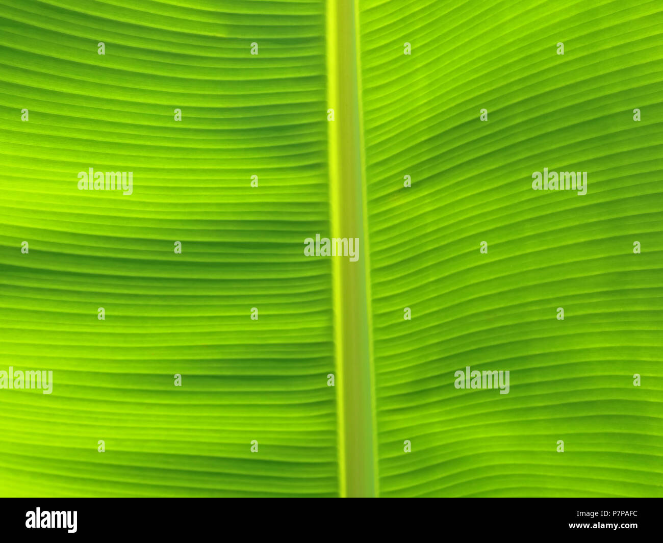 close up of green banana leaf texture Stock Photo