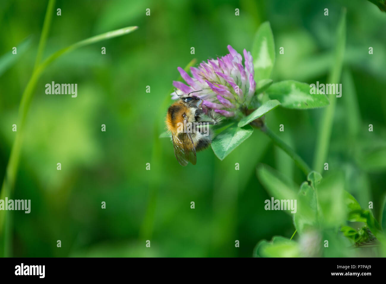 Bumblebee and clover Stock Photo