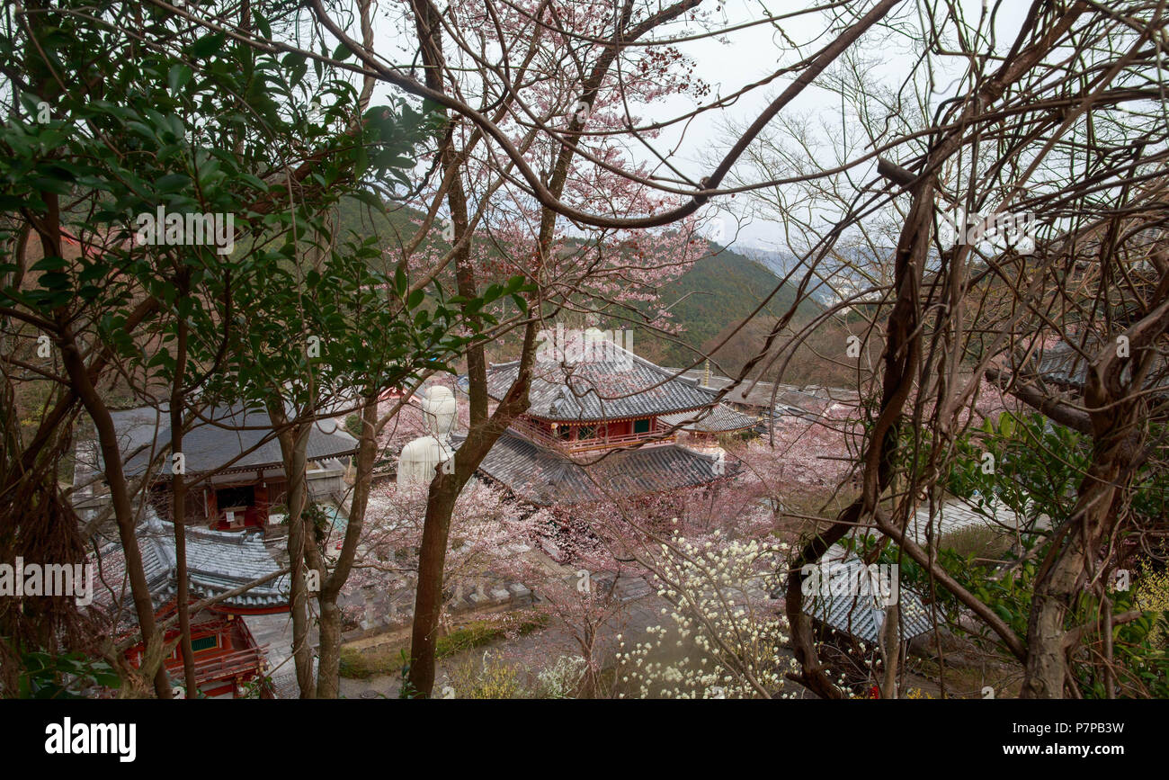 Pink cherry blossoms surround buildings at Minamihokkeji in spring Stock Photo