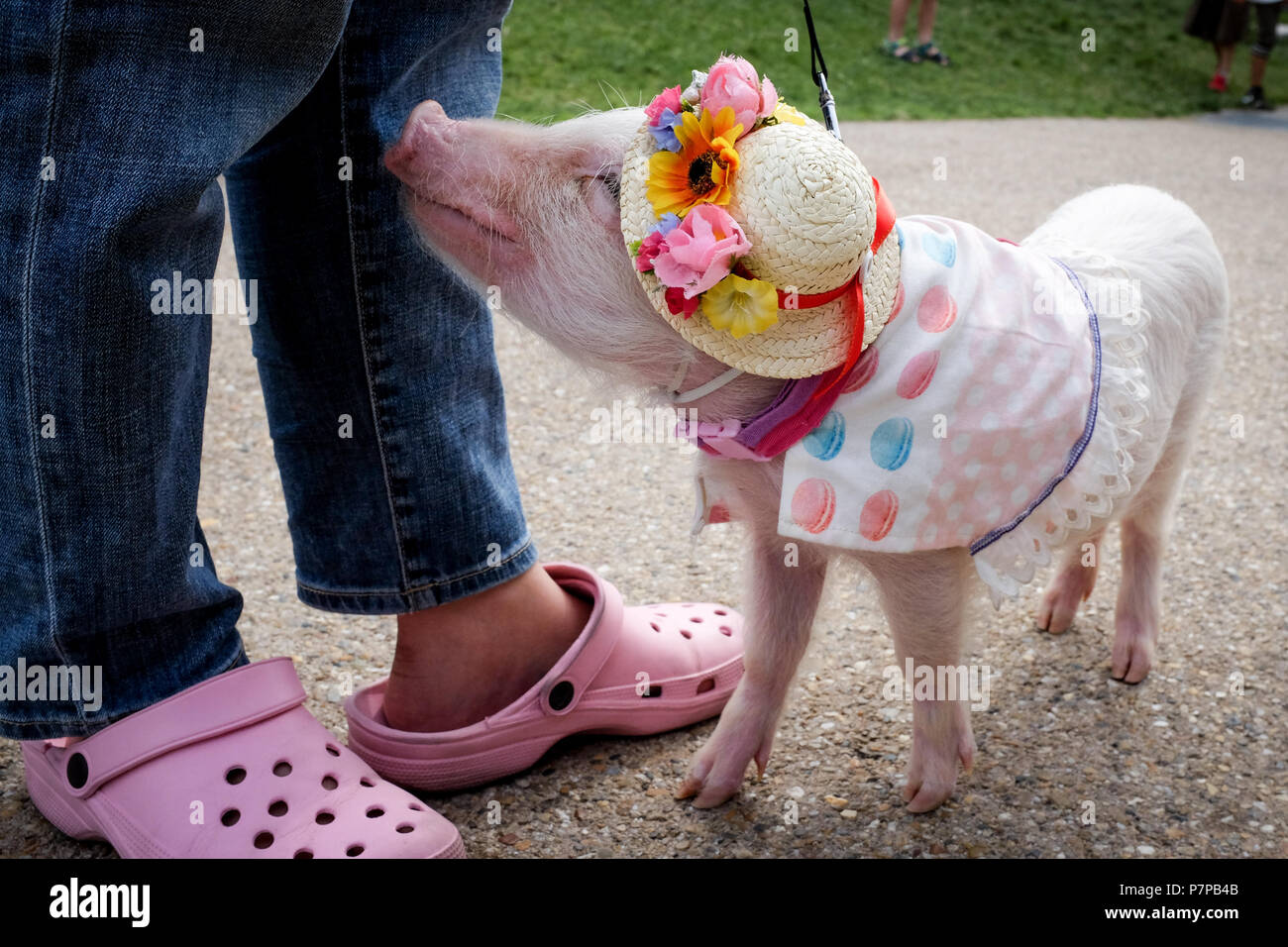 A pet pig being taken for a walk in a park in Osaka, Japan Stock Photo