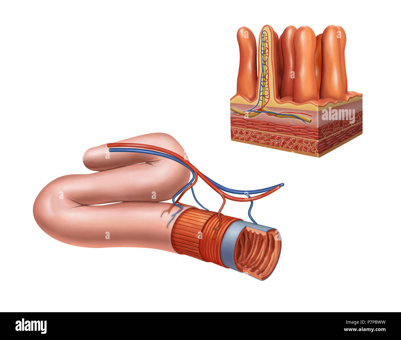 Small intestine anatomy. Digital illustration. Stock Photo