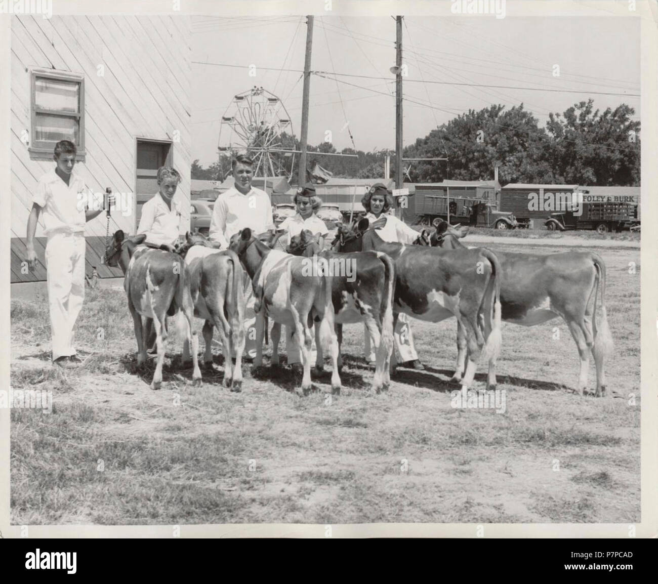 4H Cattle Exhibitors Stock Photo Alamy