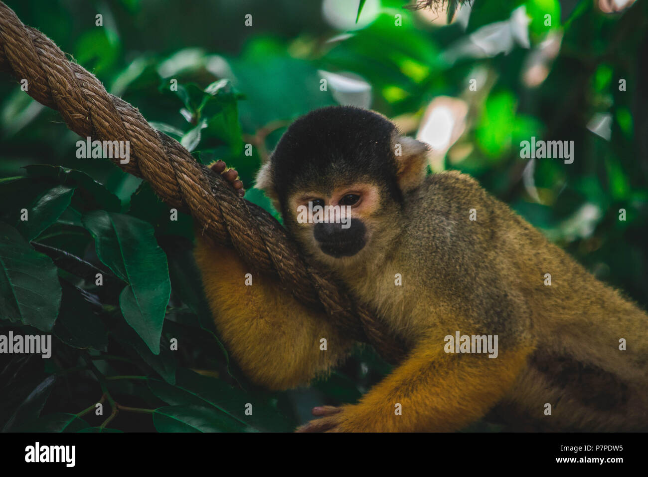 Monkey at london zoo hires stock photography and images Alamy