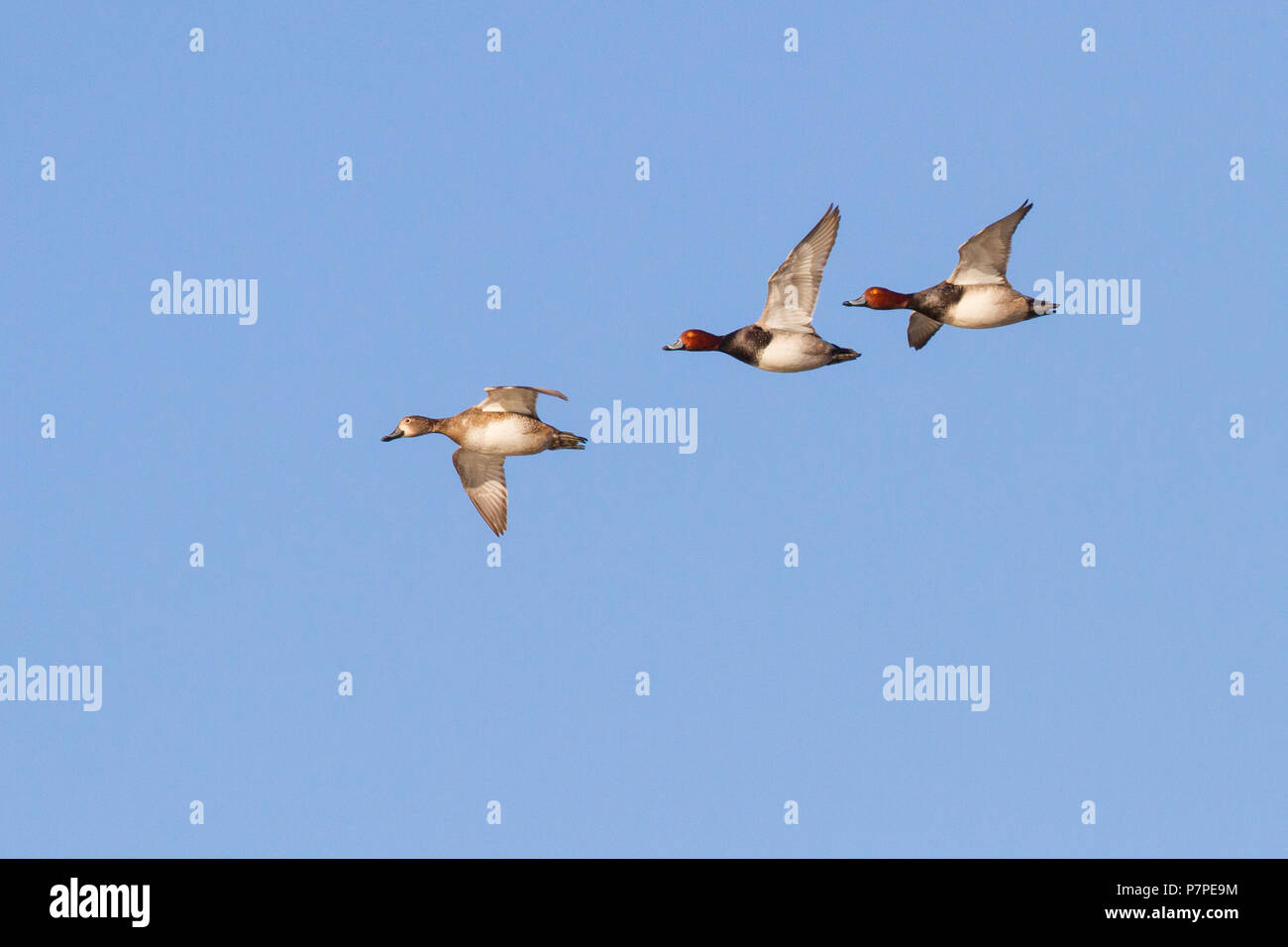 Redhead duck flying hi-res stock photography and images - Alamy