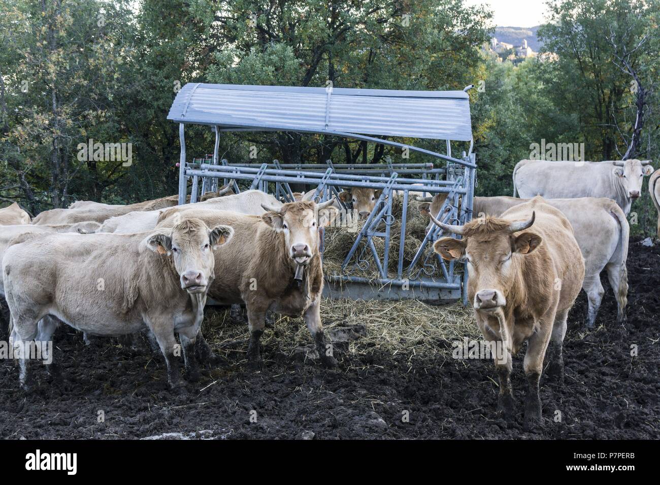 corral de vacas, cerca de Boltaña, Sobrarbe, Provincia de Huesca, Comunidad Autónoma de Aragón, cordillera de los Pirineos, Spain, europe. Stock Photo