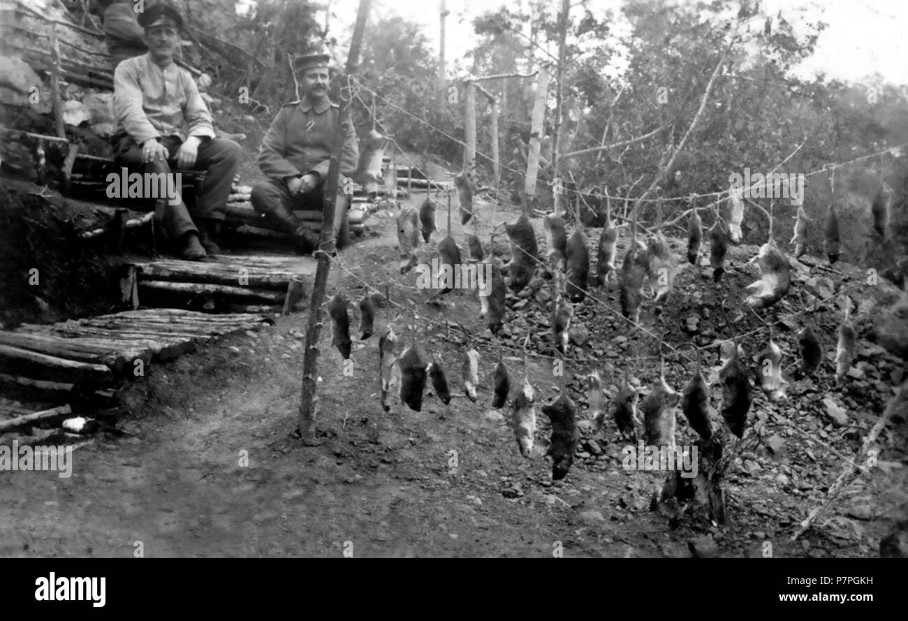 Deutsch: 12. Kompanie in Stellung in den Argonnen, Präsentation der nächtlichen Rattenjagd . September 1916 25 Argonnen Ratten 1916 Stock Photo