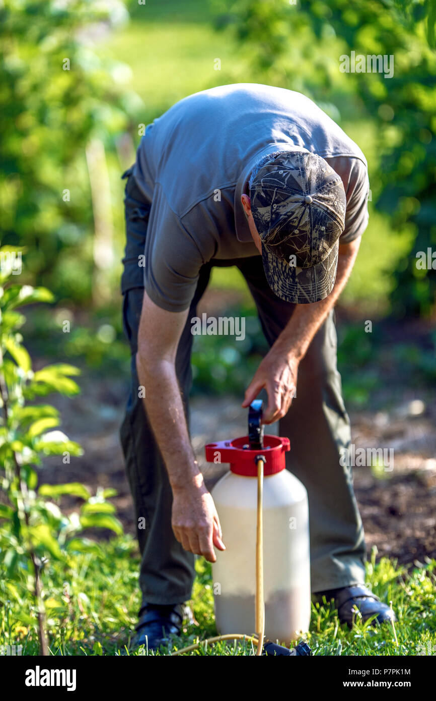 Applying Insecticide Gardener using pesticide insecticide hi-res stock photography and ...