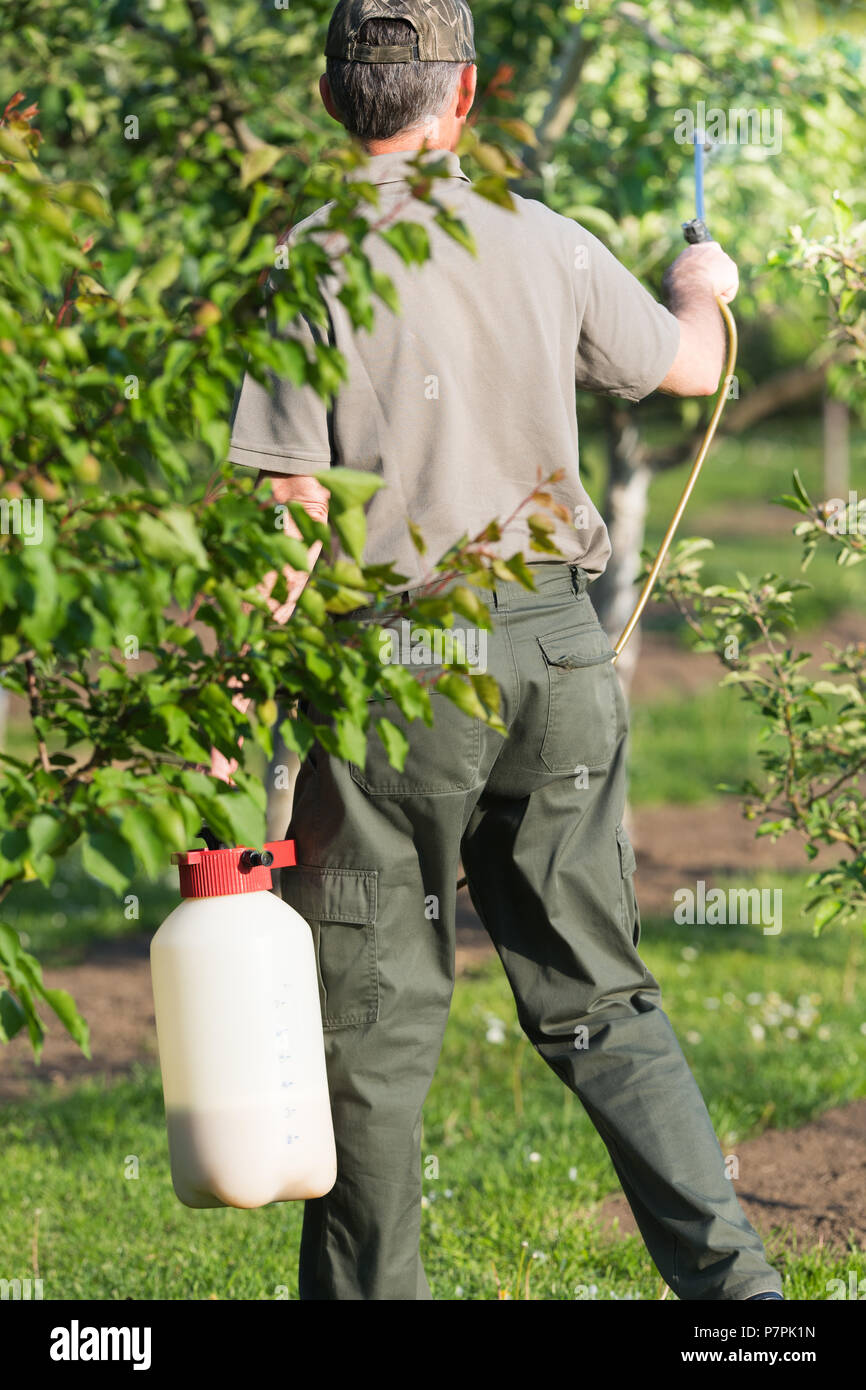 Gardener applying an insecticide fertilizer to his fruit shrubs, using
