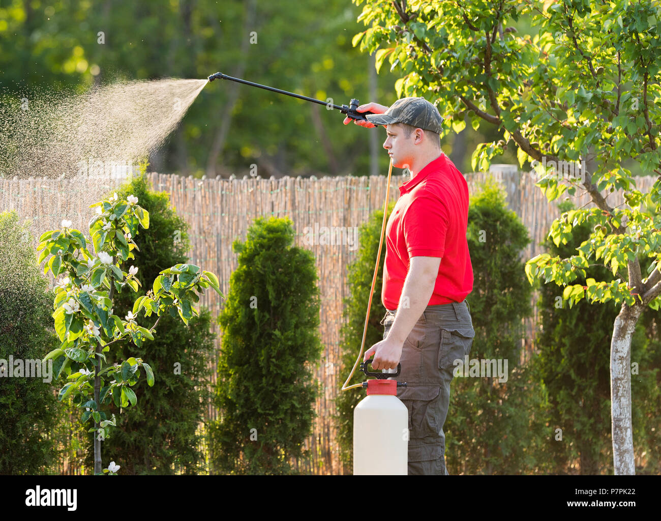 Gardener applying an insecticide fertilizer to his fruit shrubs, using