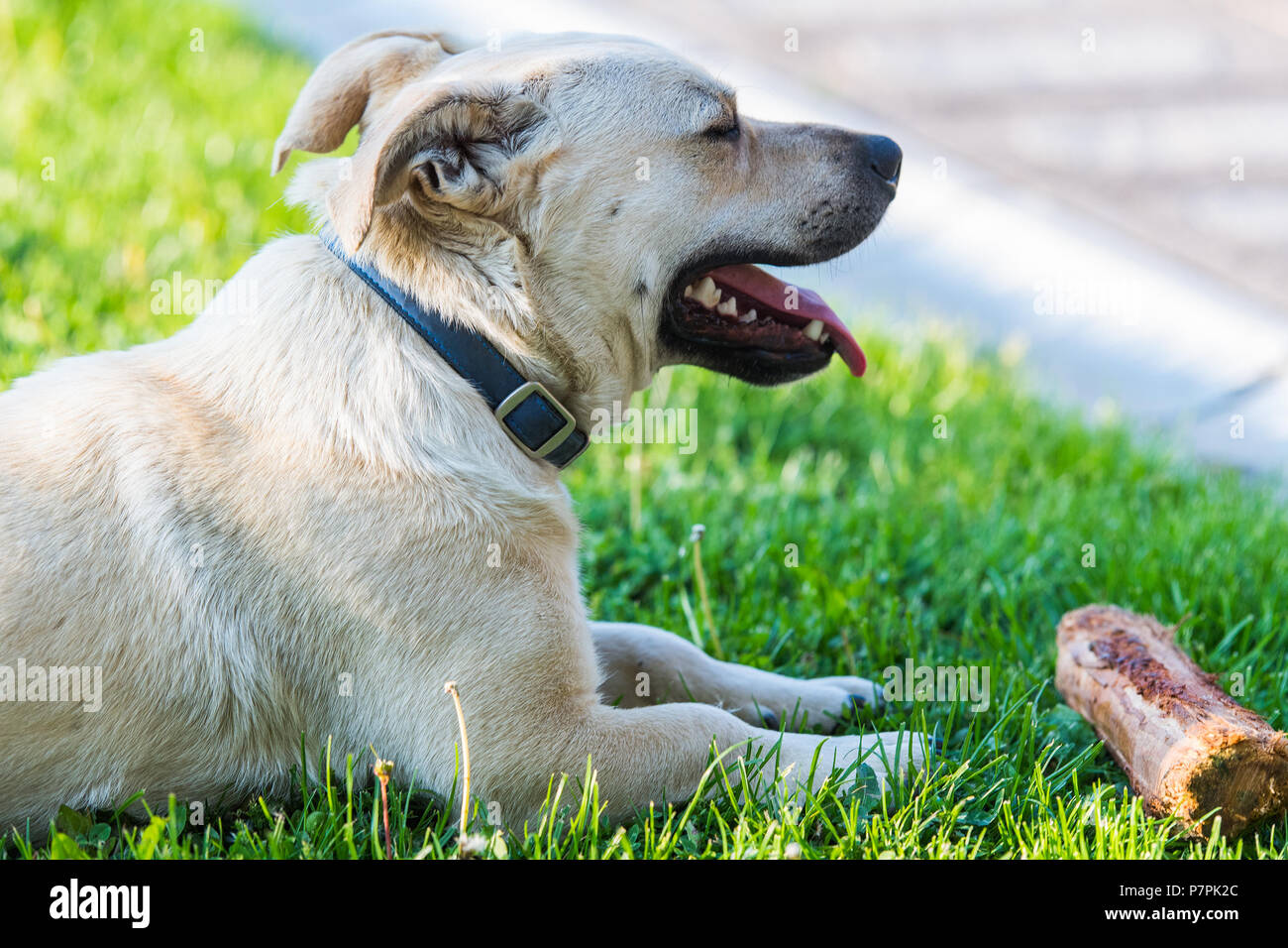 Cute little dog playing in the backyard at spring time Stock Photo - Alamy