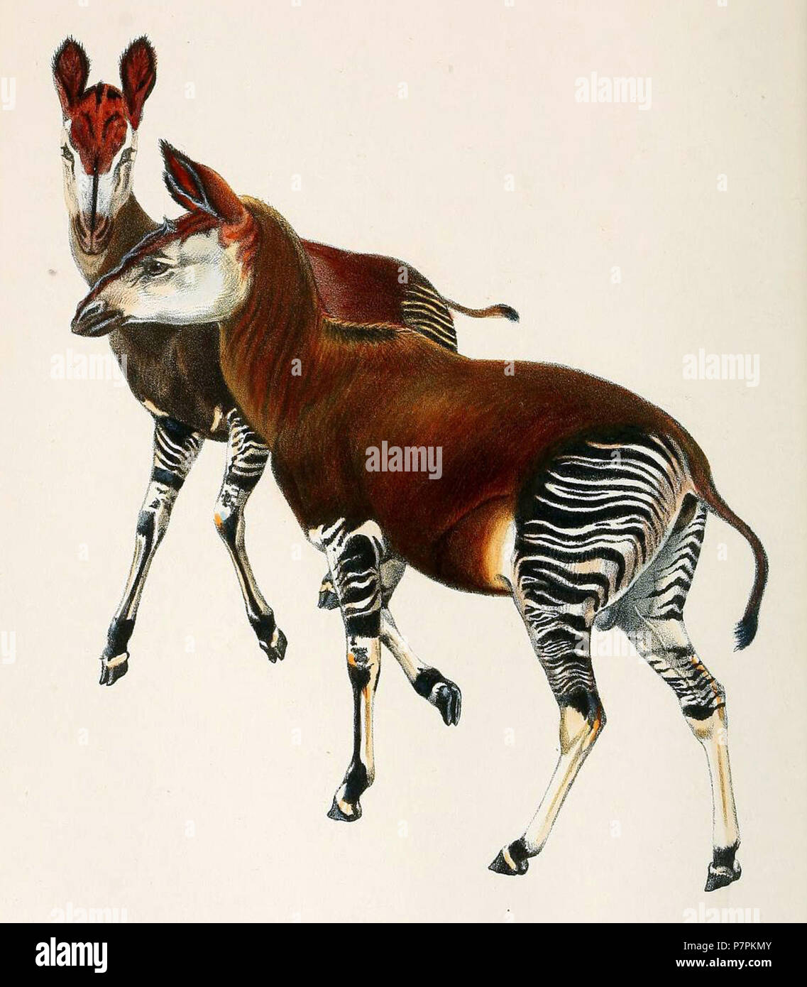Okapi animal hi-res stock photography and images - Alamy