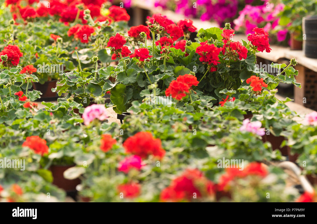 Blooming flowers inside a garden center greenhouse Stock Photo