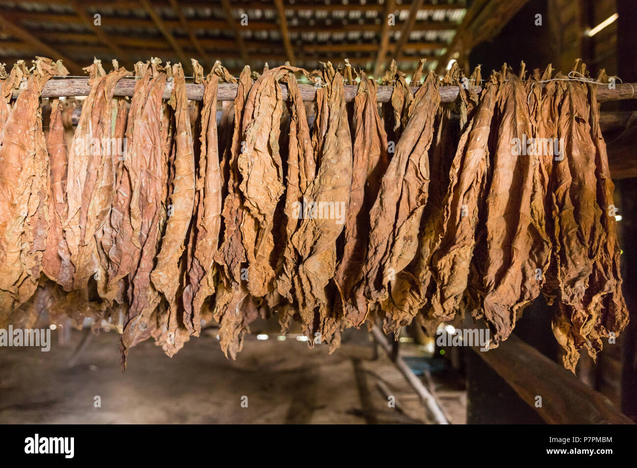 drying out tobacco Tobacco leaves hanging to dry in old drying hut or shed, tobacco farm in  Vinales Valley, Pinar Del Rio, Cuba Stock Photo
