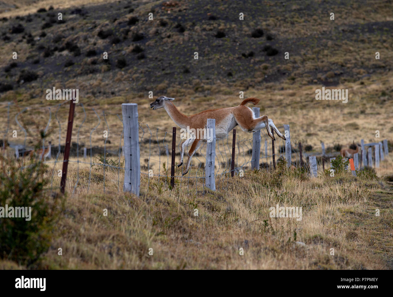Adult Guanaco jumping fence line between the Torres del Paine National Park and a neighbouring private ranch. Stock Photo