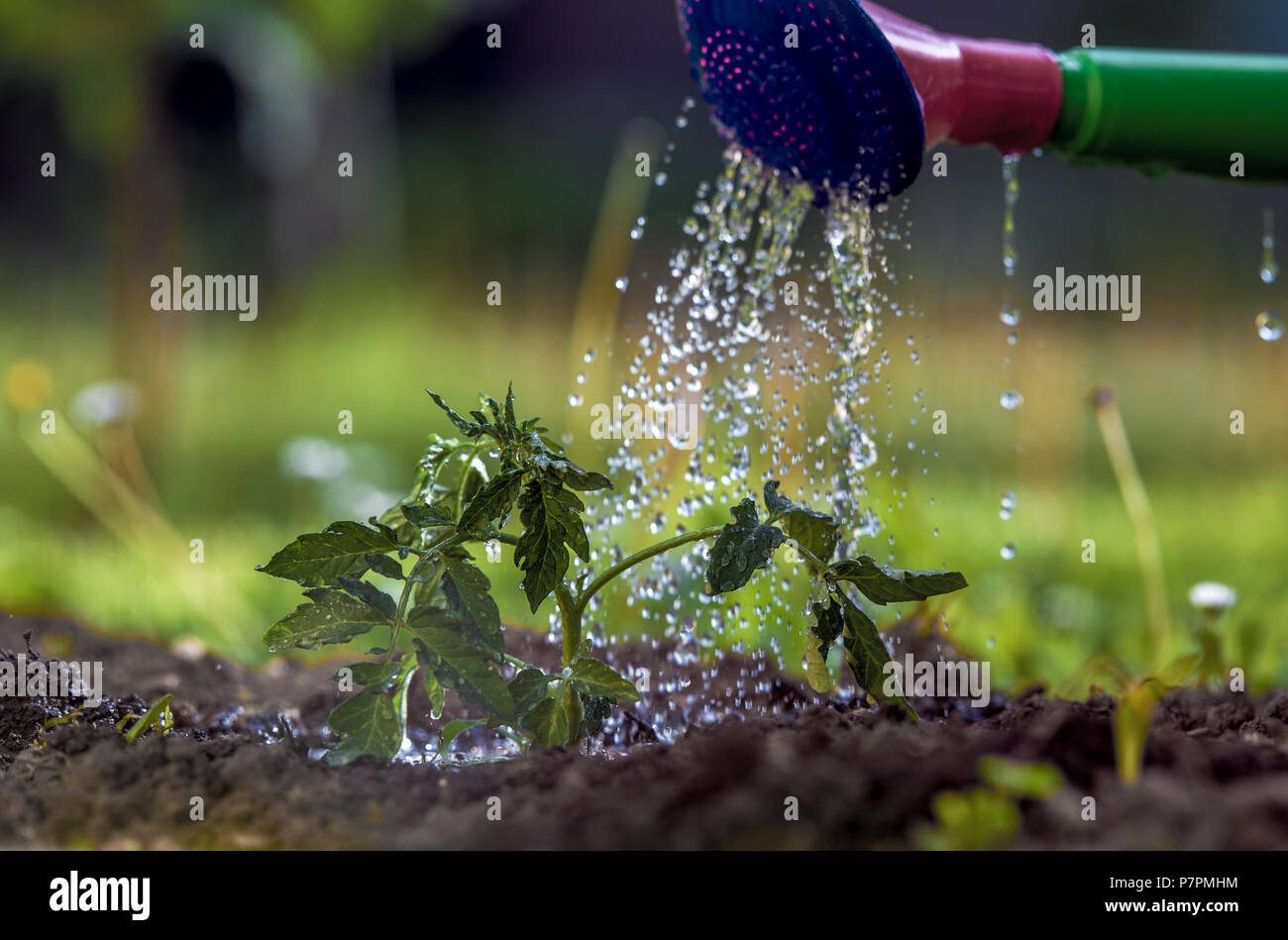 Watering seedling tomato plant in greenhouse garden Stock Photo Alamy