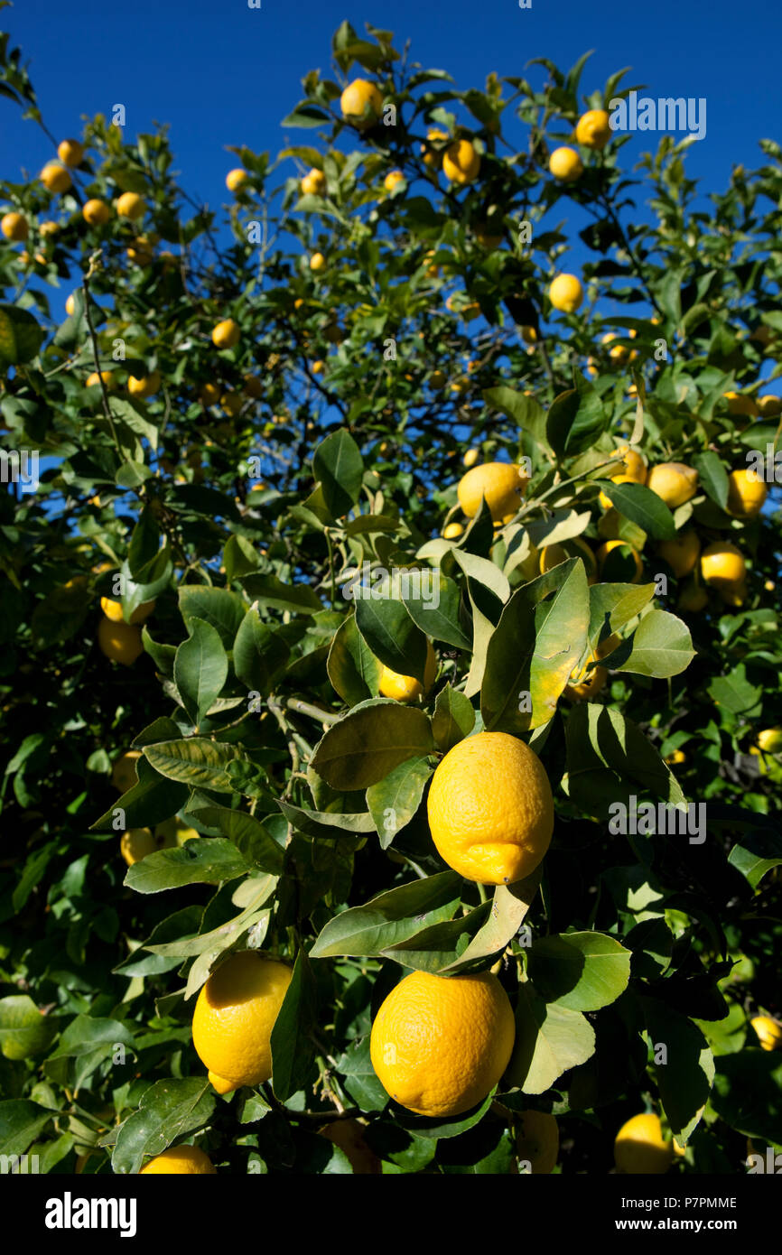 Lemons on tree Stock Photo