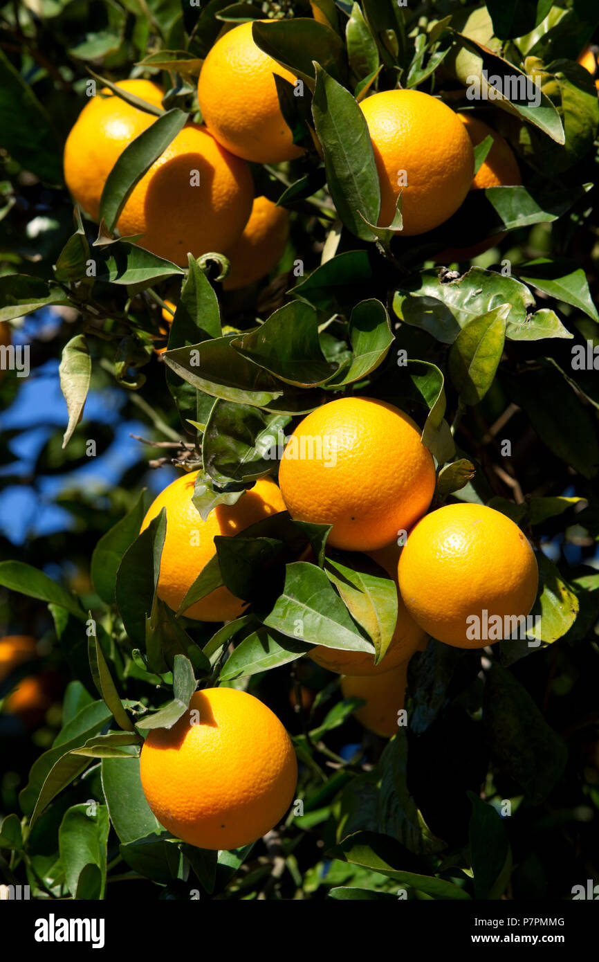 Oranges on tree Stock Photo Alamy