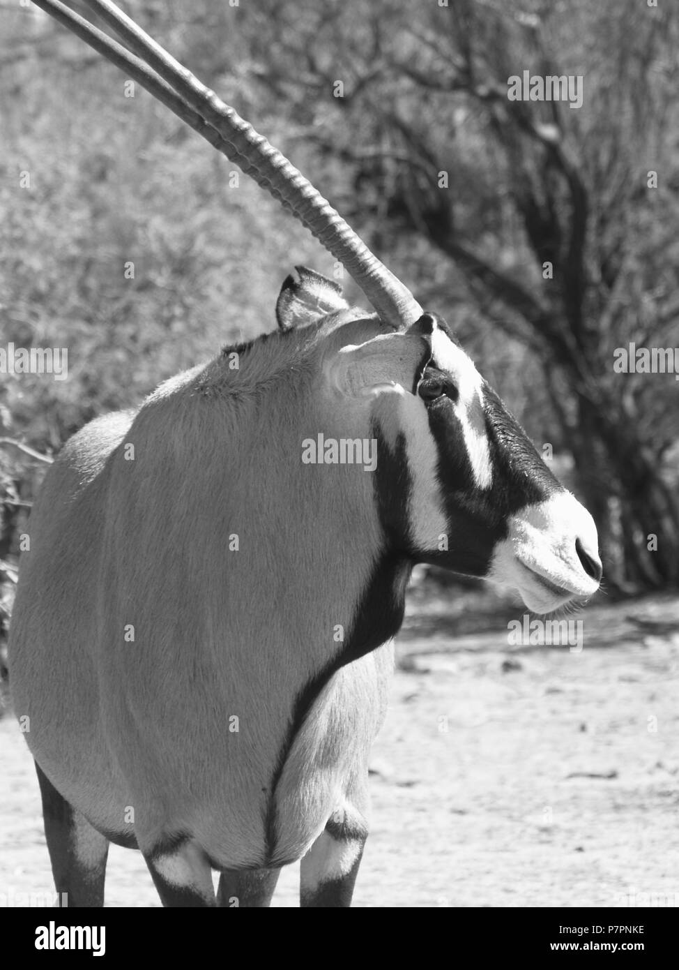 Zebra calves Black and White Stock Photos & Images - Alamy