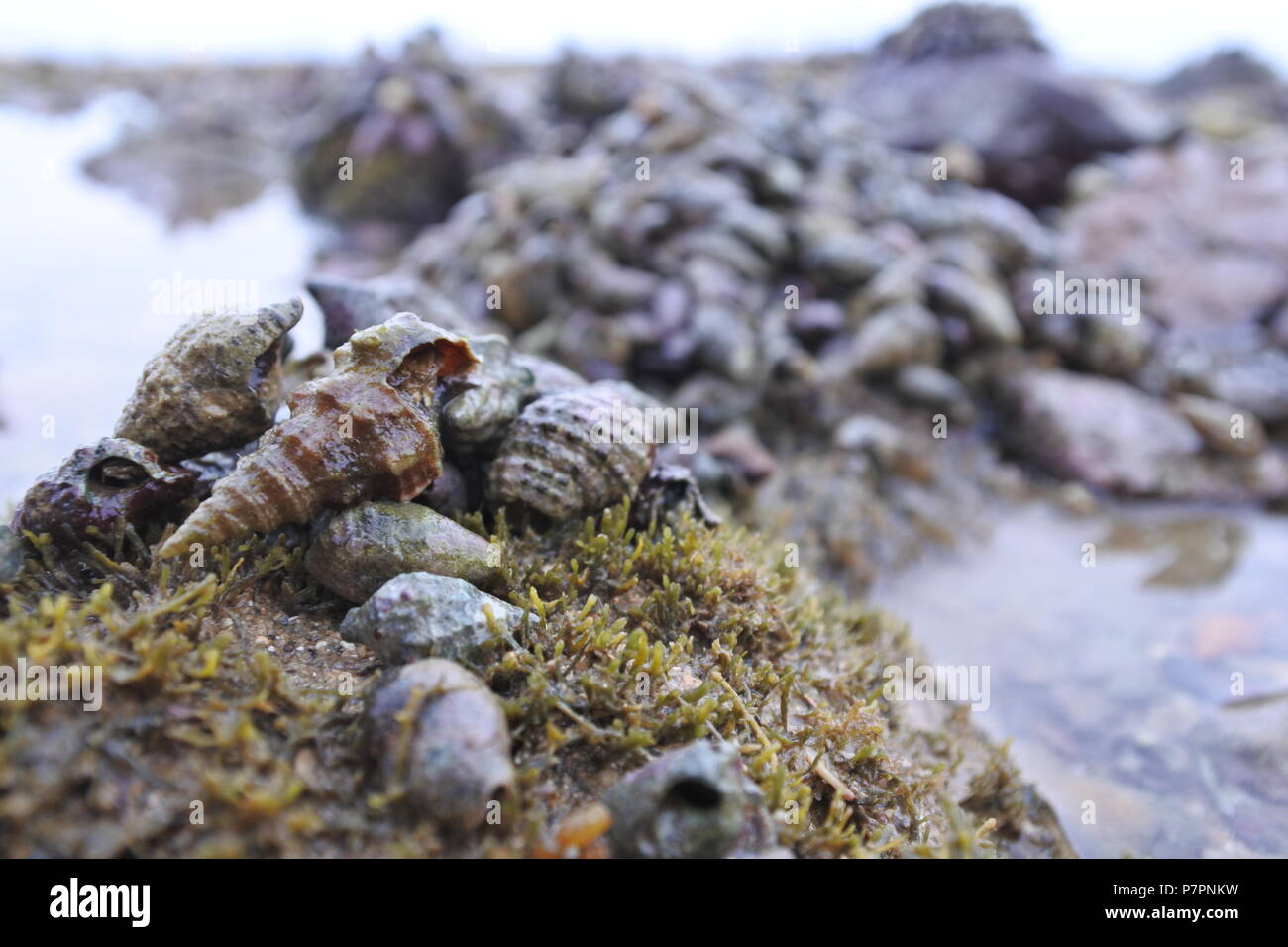 A gathering of snails emerges as the tide recedes, perched upon a moss-covered rock, creating a picturesque scene. Stock Photo
