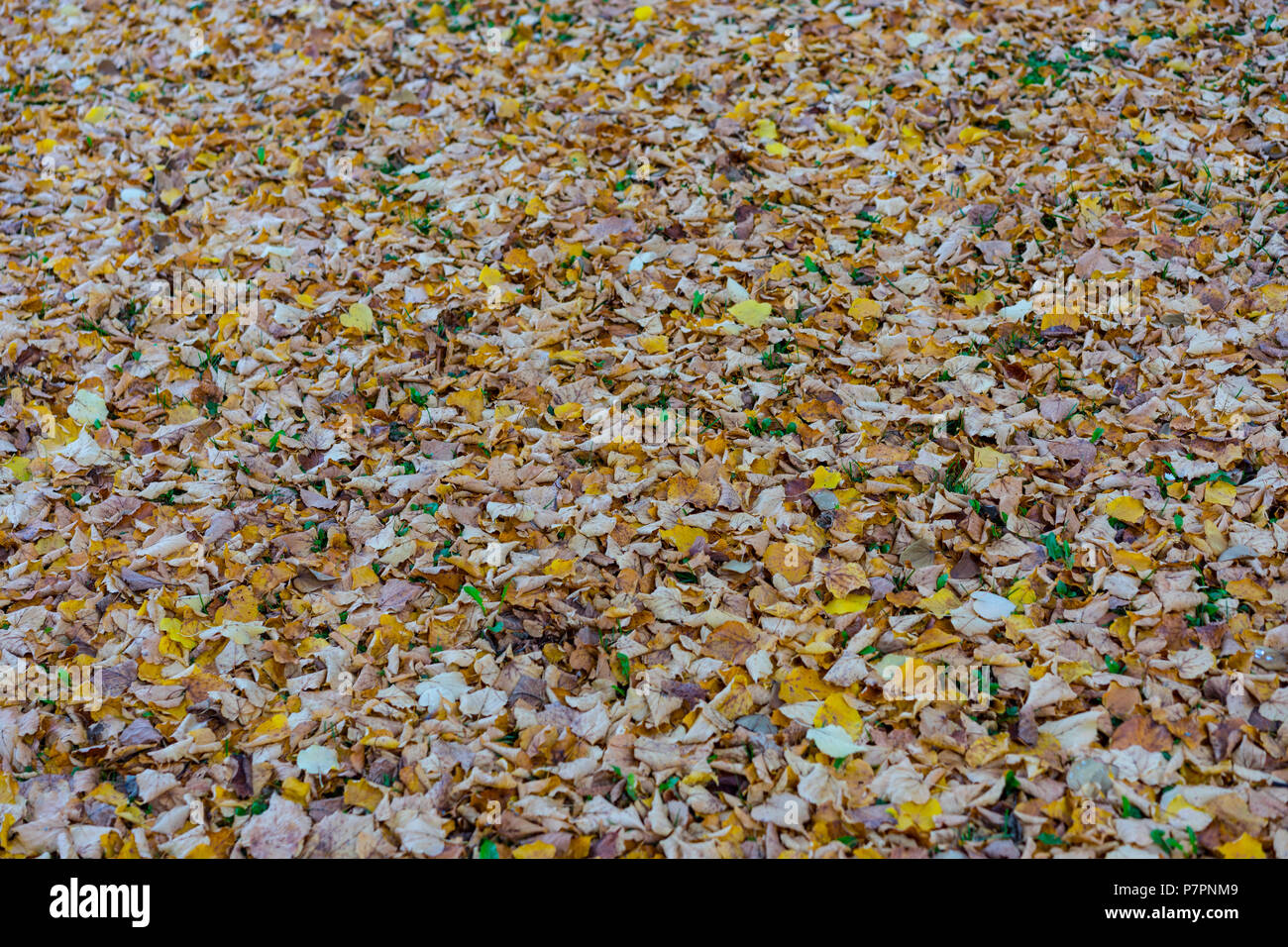 brown leaf on the ground in autumn fall season design Stock Photo - Alamy