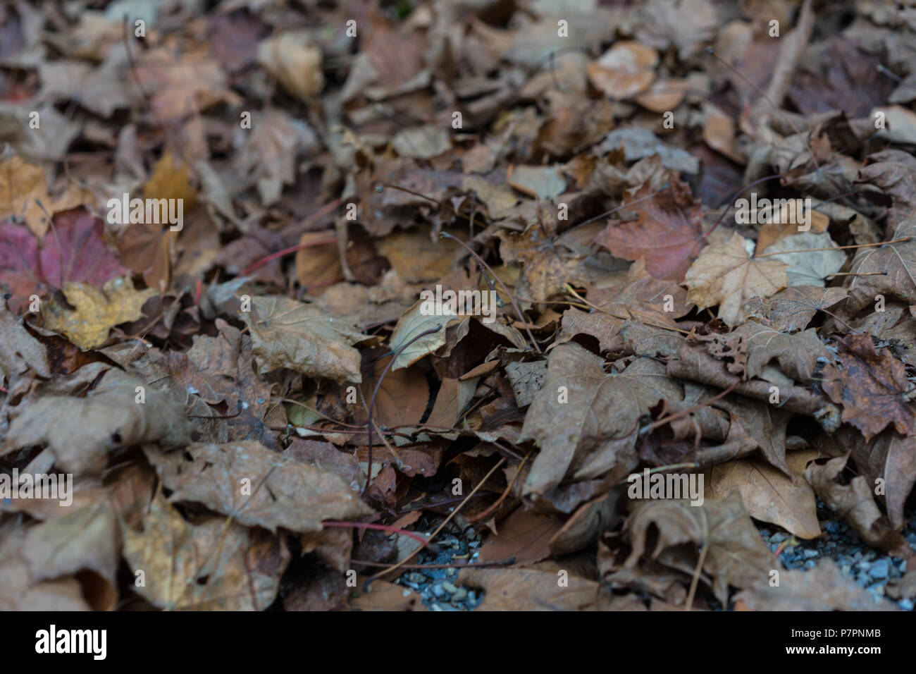 brown leaf on the ground in autumn fall season design Stock Photo - Alamy