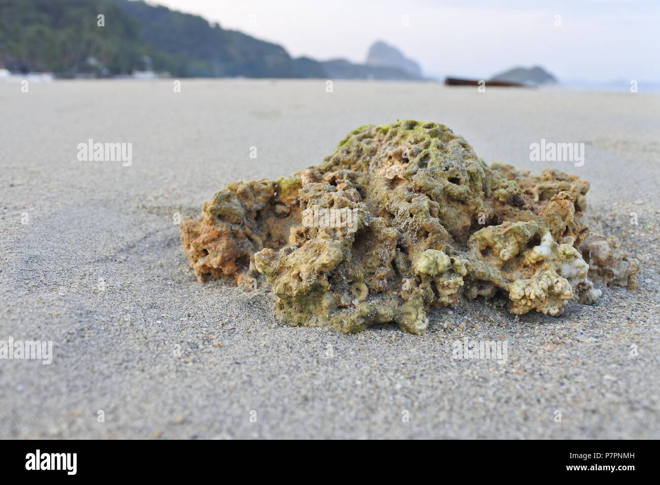 A stunning coral adorned with vibrant moss steals the spotlight on the sandy beach, creating a captivating coastal allure. Stock Photo