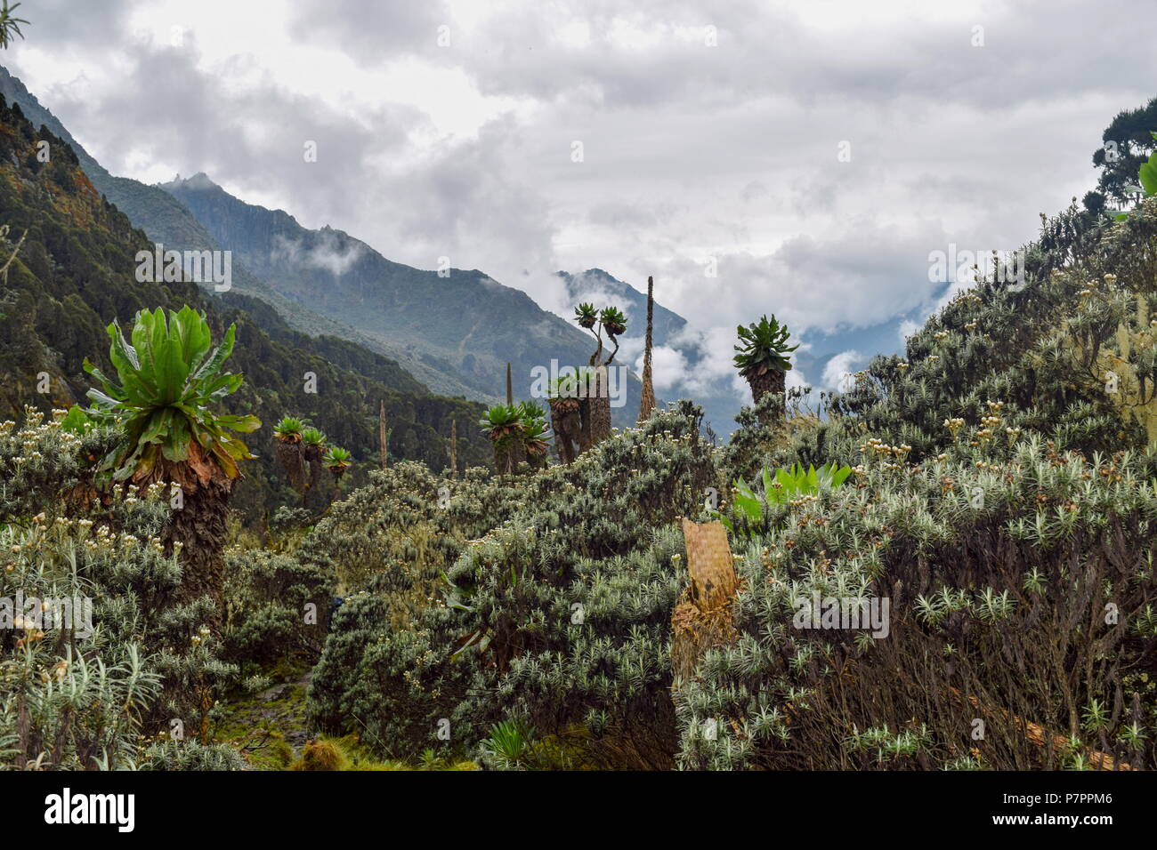 Exploring Bujuku Valley in the Rwenzori Mountains, Uganda Stock Photo