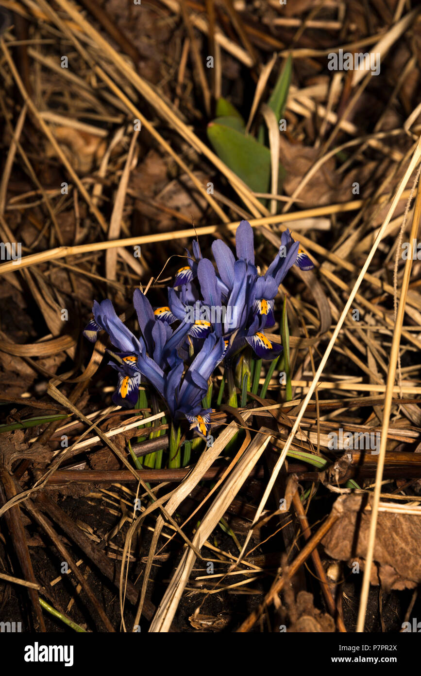 Dwarf Iris Stock Photo