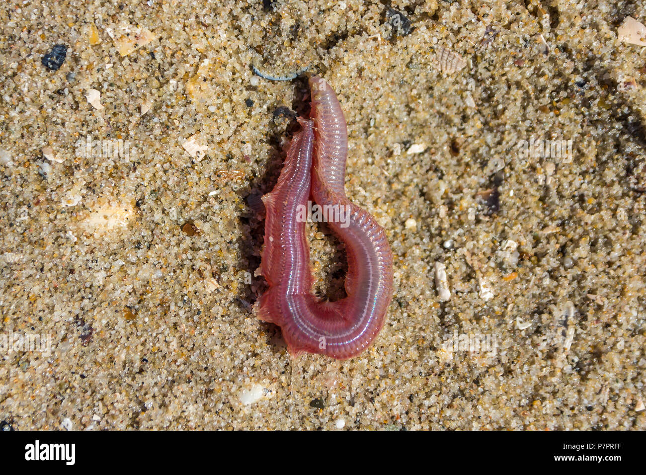 Bloodworm hi-res stock photography and images - Alamy