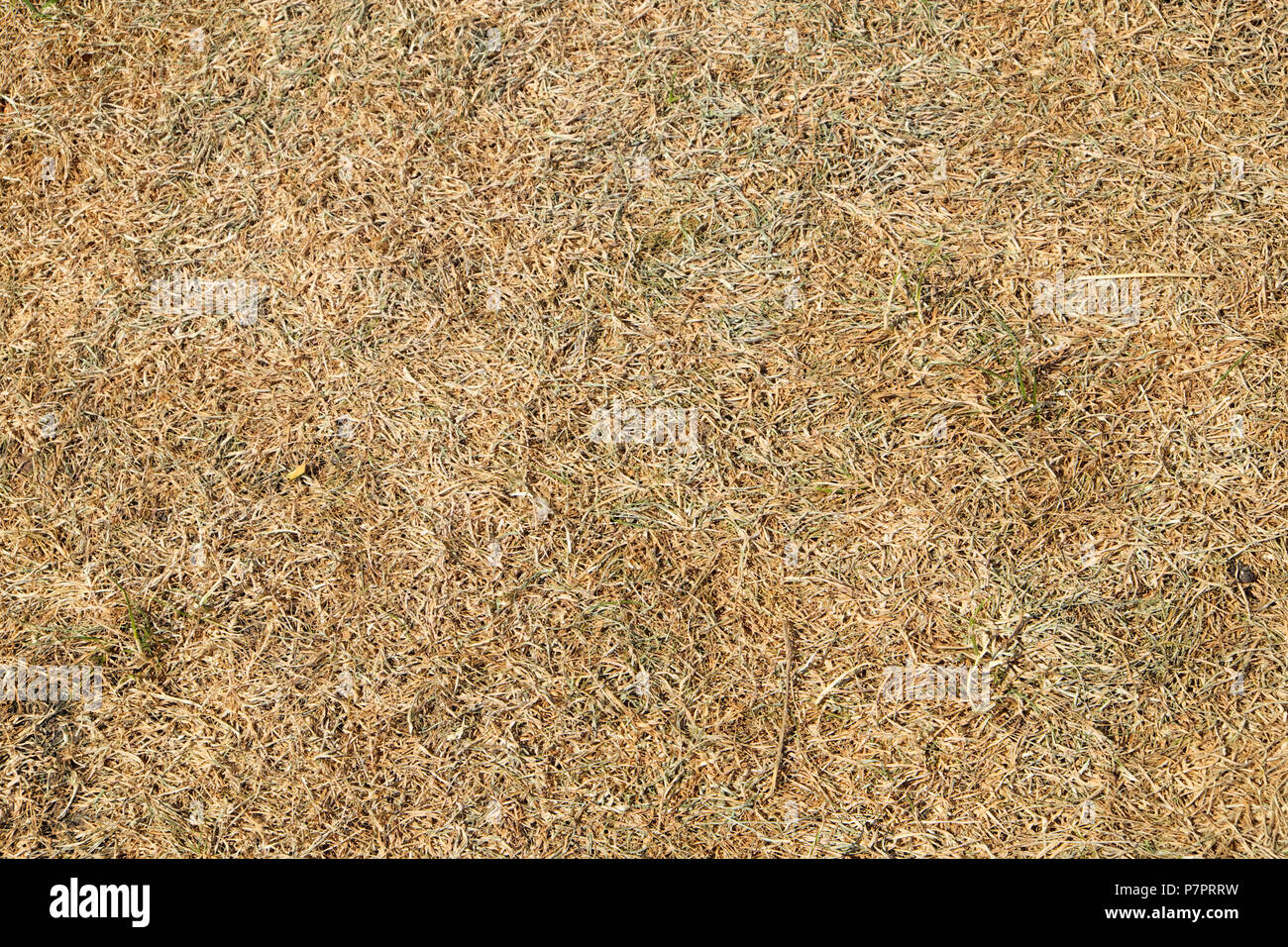 Close-up overhead view of dead grass on parched lawn in a garden in the July  2018 heatwave in Wales, Great Britain UK Stock Photo