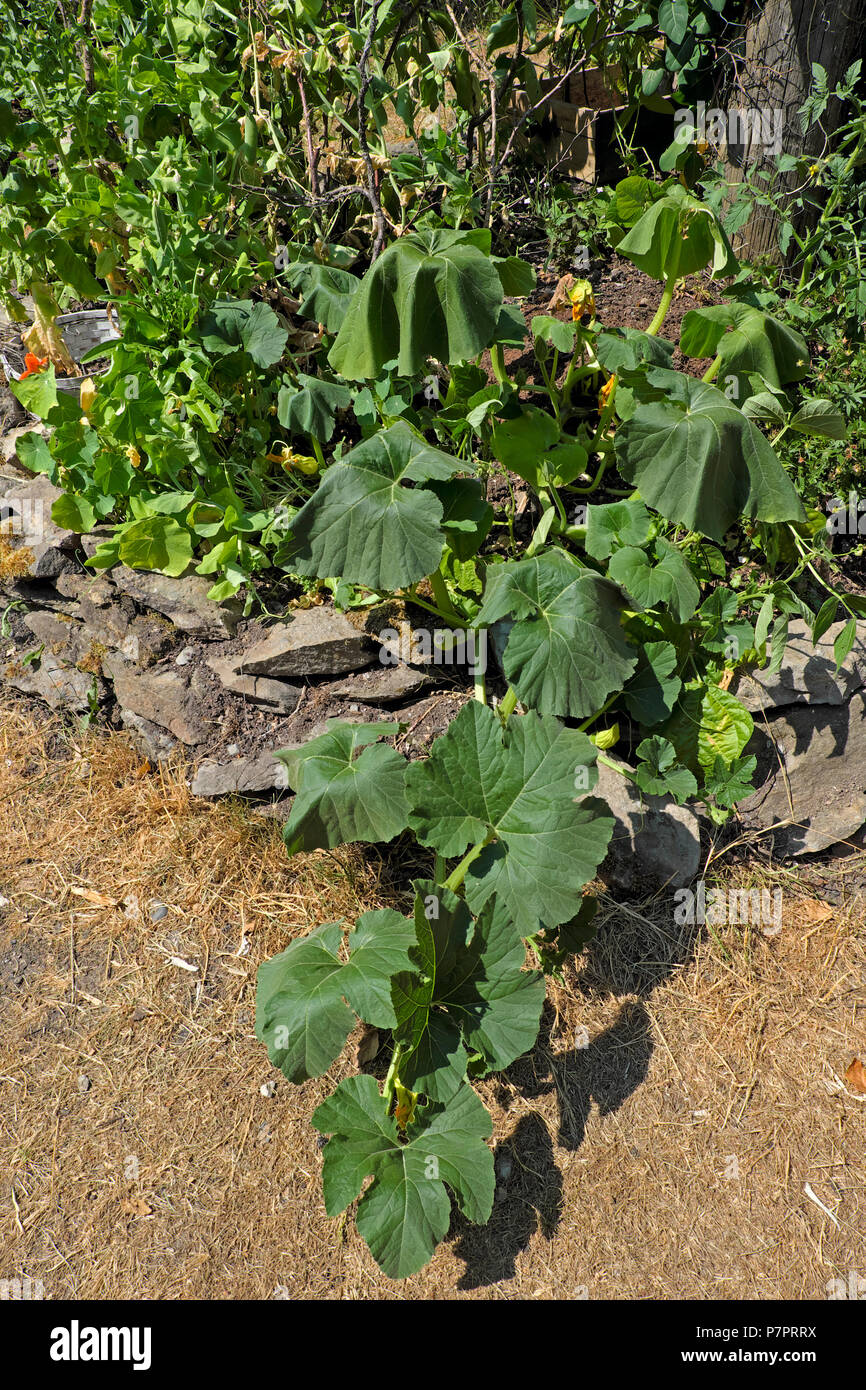 A very thirsty squash plant in a country garden during the 2018 summer heatwave in Wales, Great Britain UK    KATHY DEWITT Stock Photo