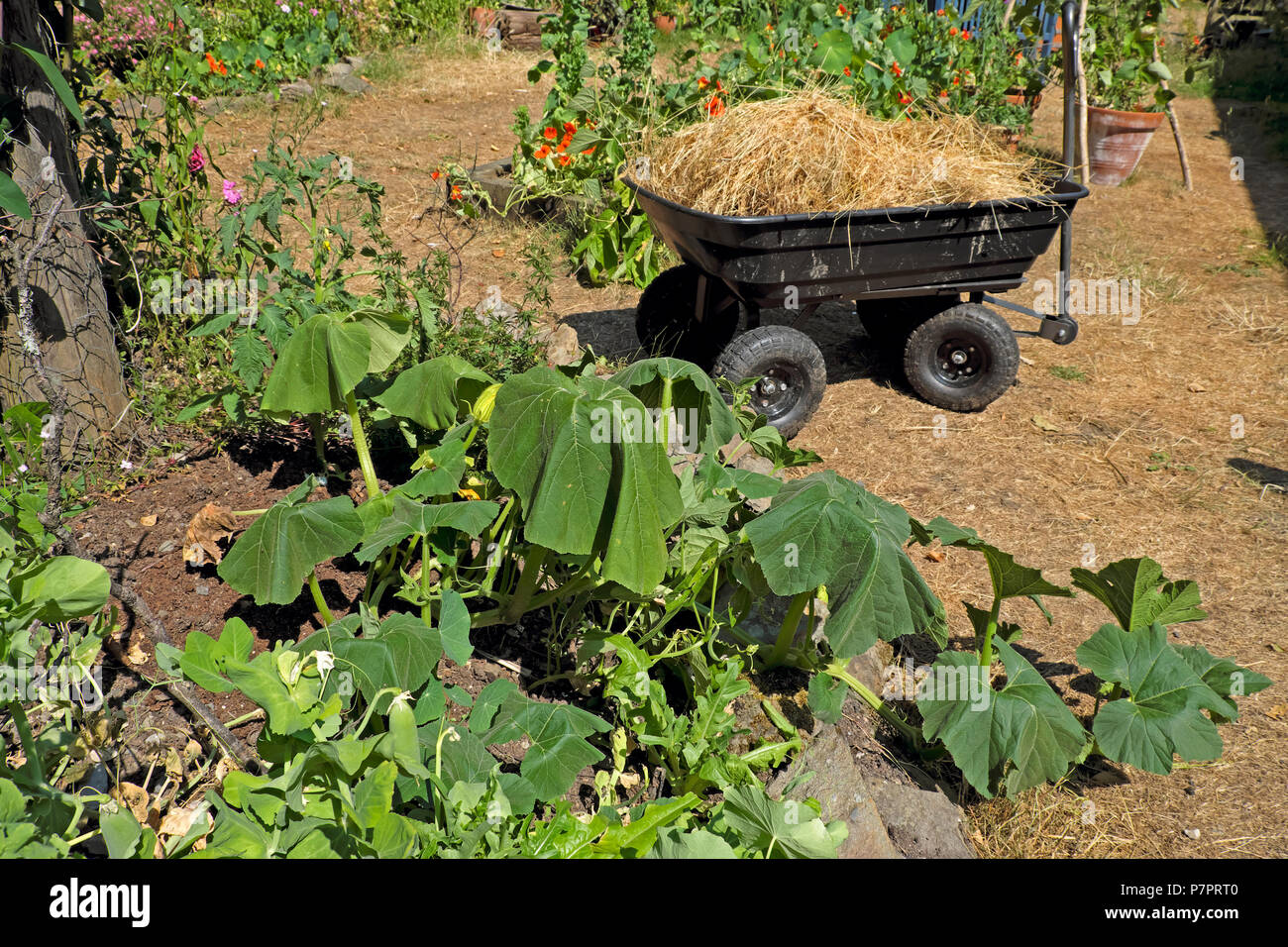 A wagon with dried straw grass to use as a mulch in the garden around dry wilting plants hot 2018 summer heatwave weather West Wales UK KATHY DEWITT Stock Photo