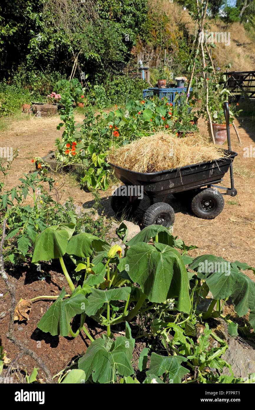 A wagon with dried straw grass to use as a mulch in the garden around wilting thirsty plants in the 2018 summer heatwave in West Wales UK KATHY DEWITT Stock Photo