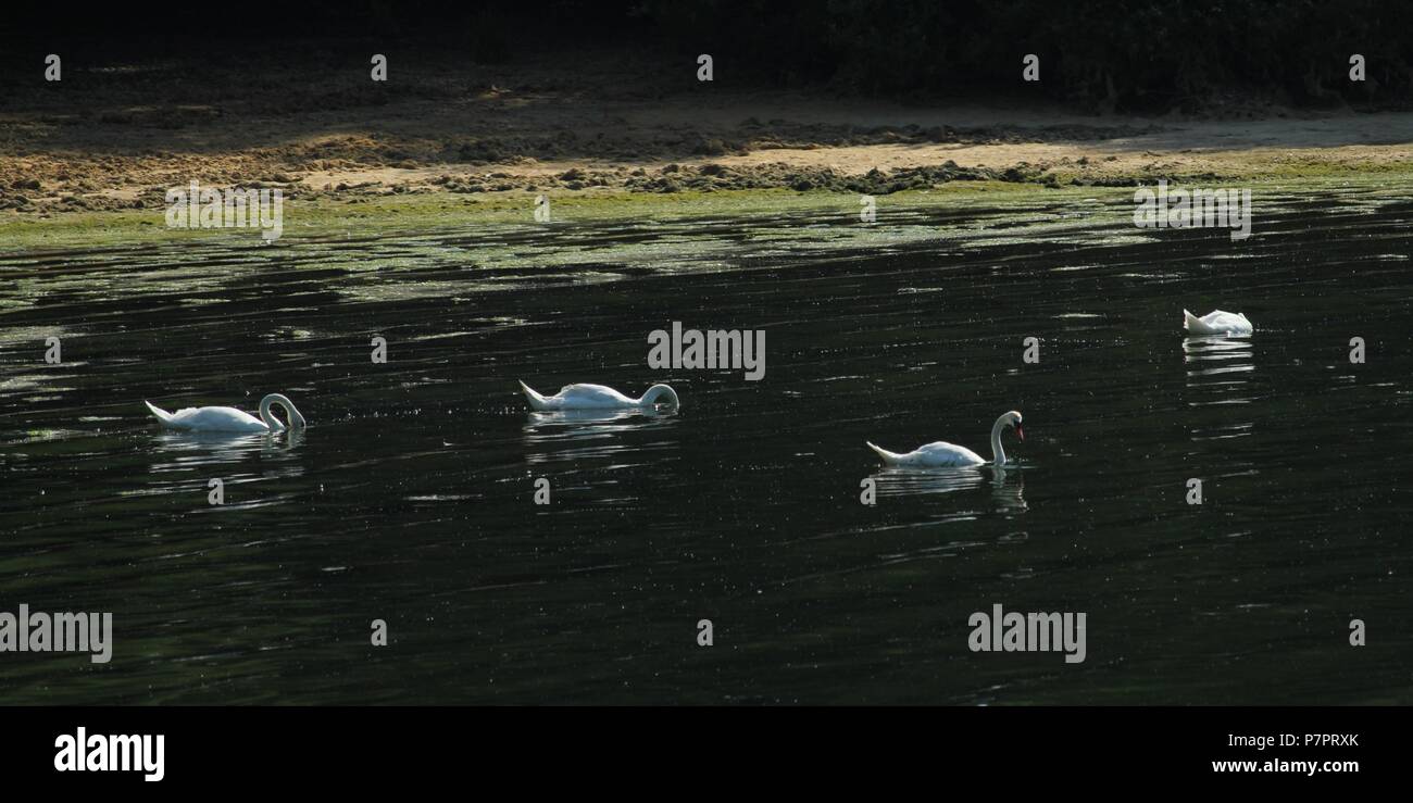 A bevy of swans swimming at Hanningfield Reservoir, Essex, Britain. Stock Photo