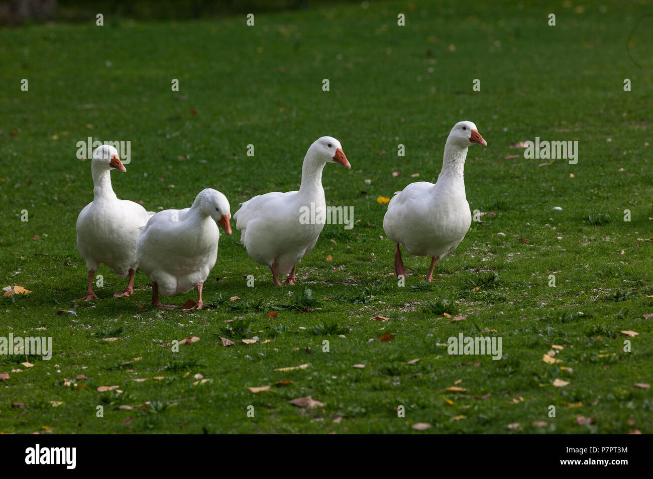 Orange Beak Geese High Resolution Stock Photography and Images - Alamy