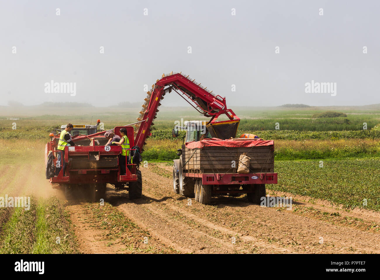 are jersey royals available yet