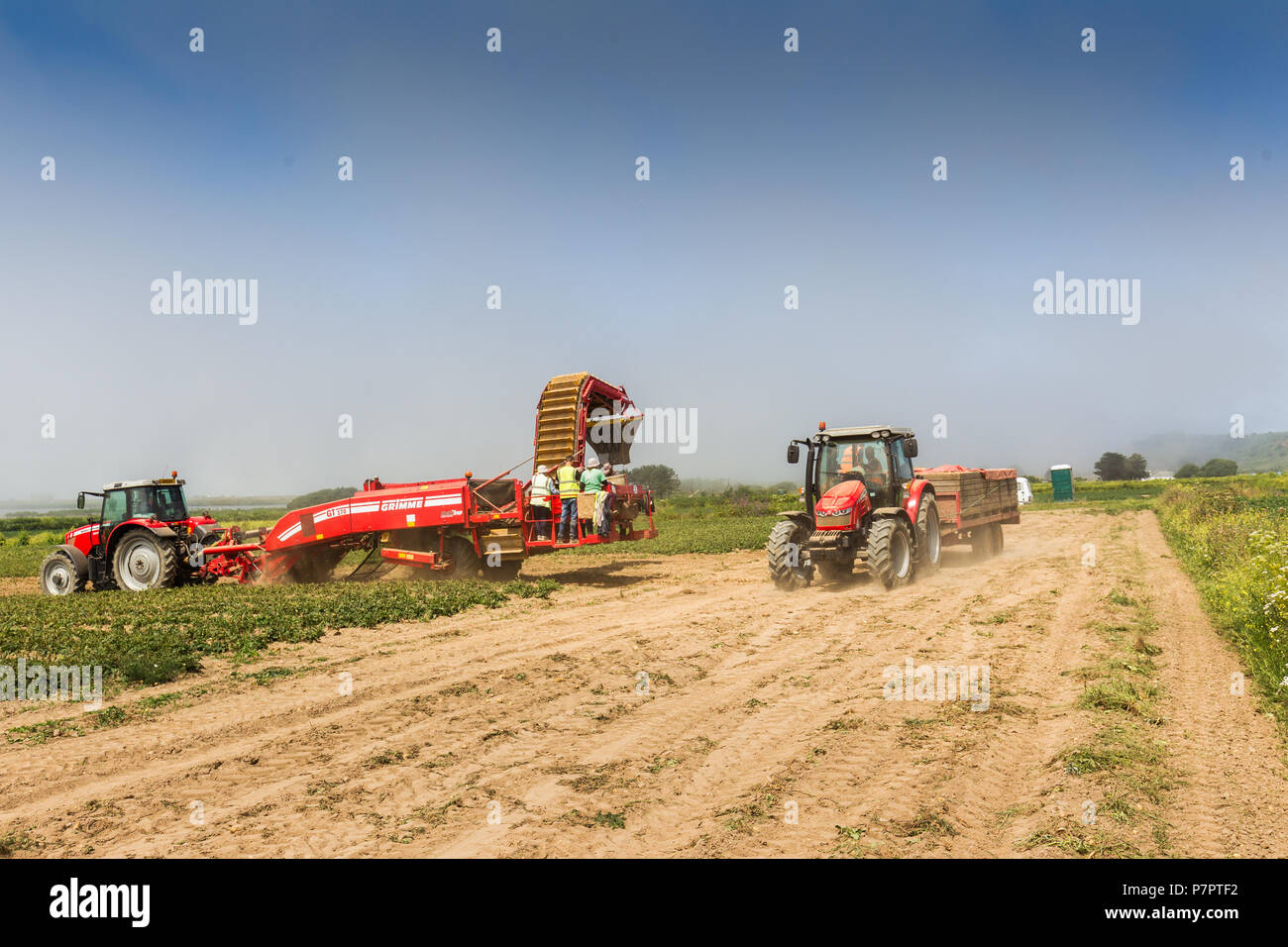 jersey royal potatoes australia