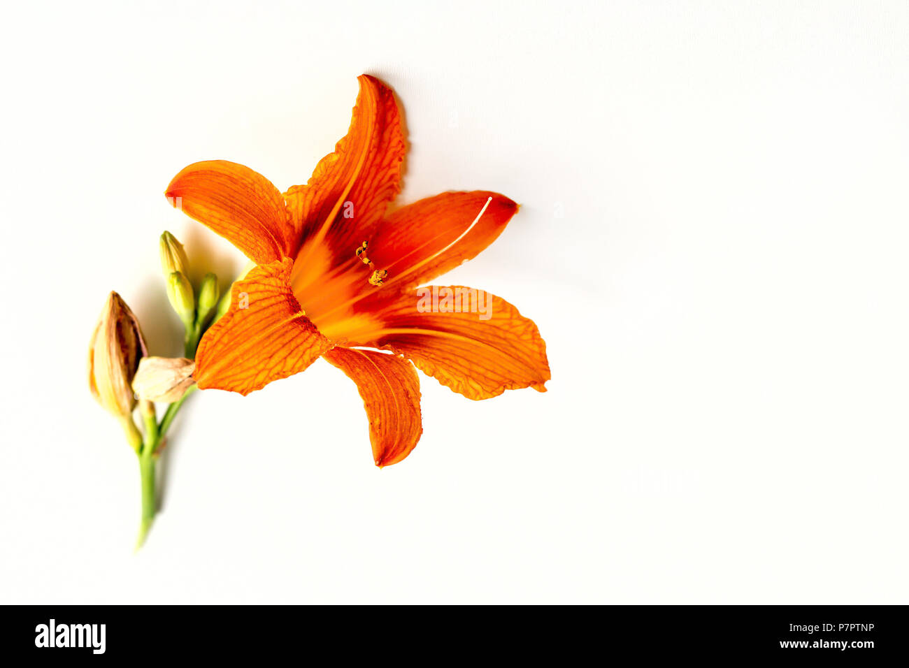 orange lily flower, bud bloom, white background Stock Photo Alamy