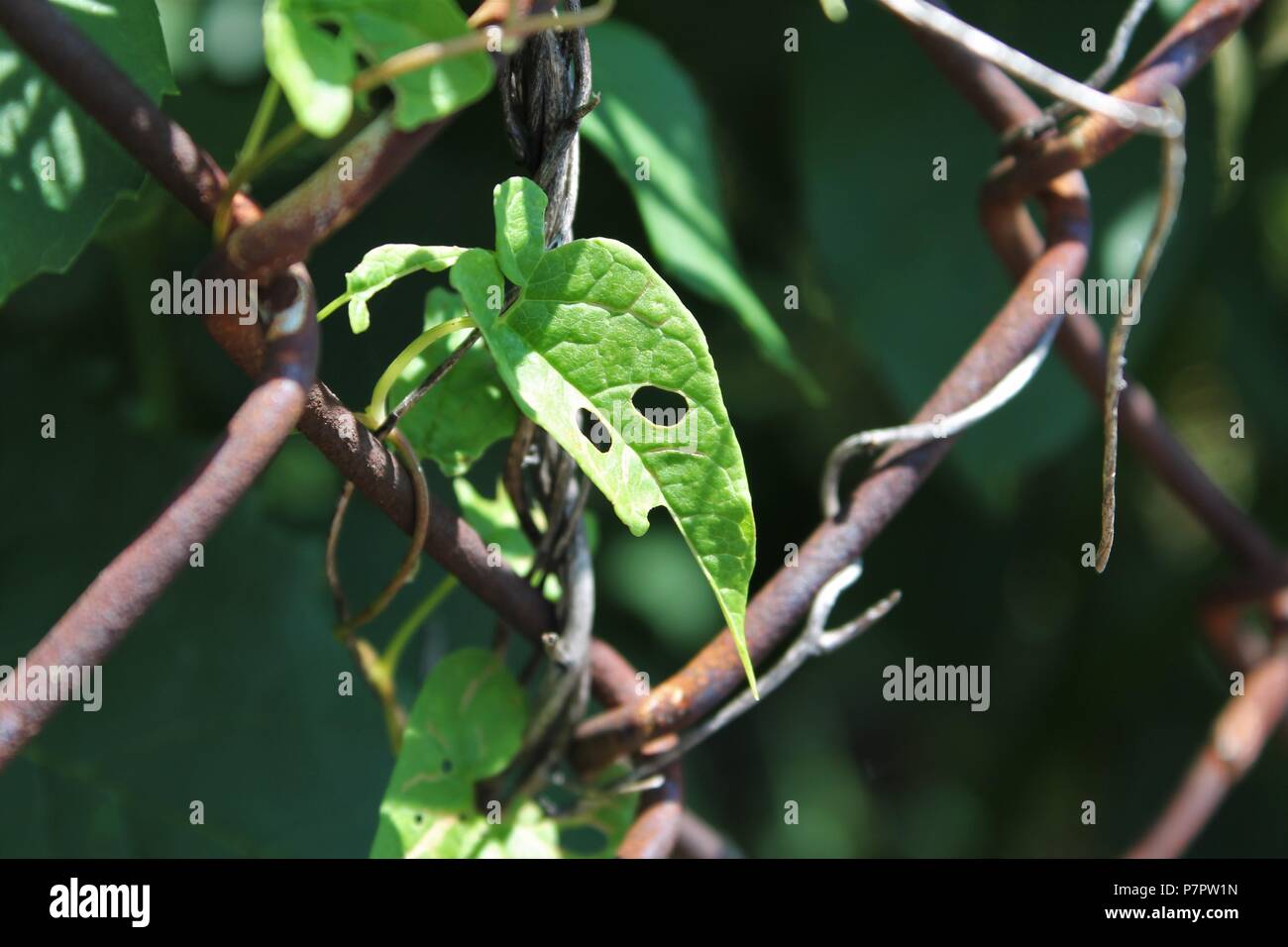 Plants rich in nectar hi-res stock photography and images - Alamy