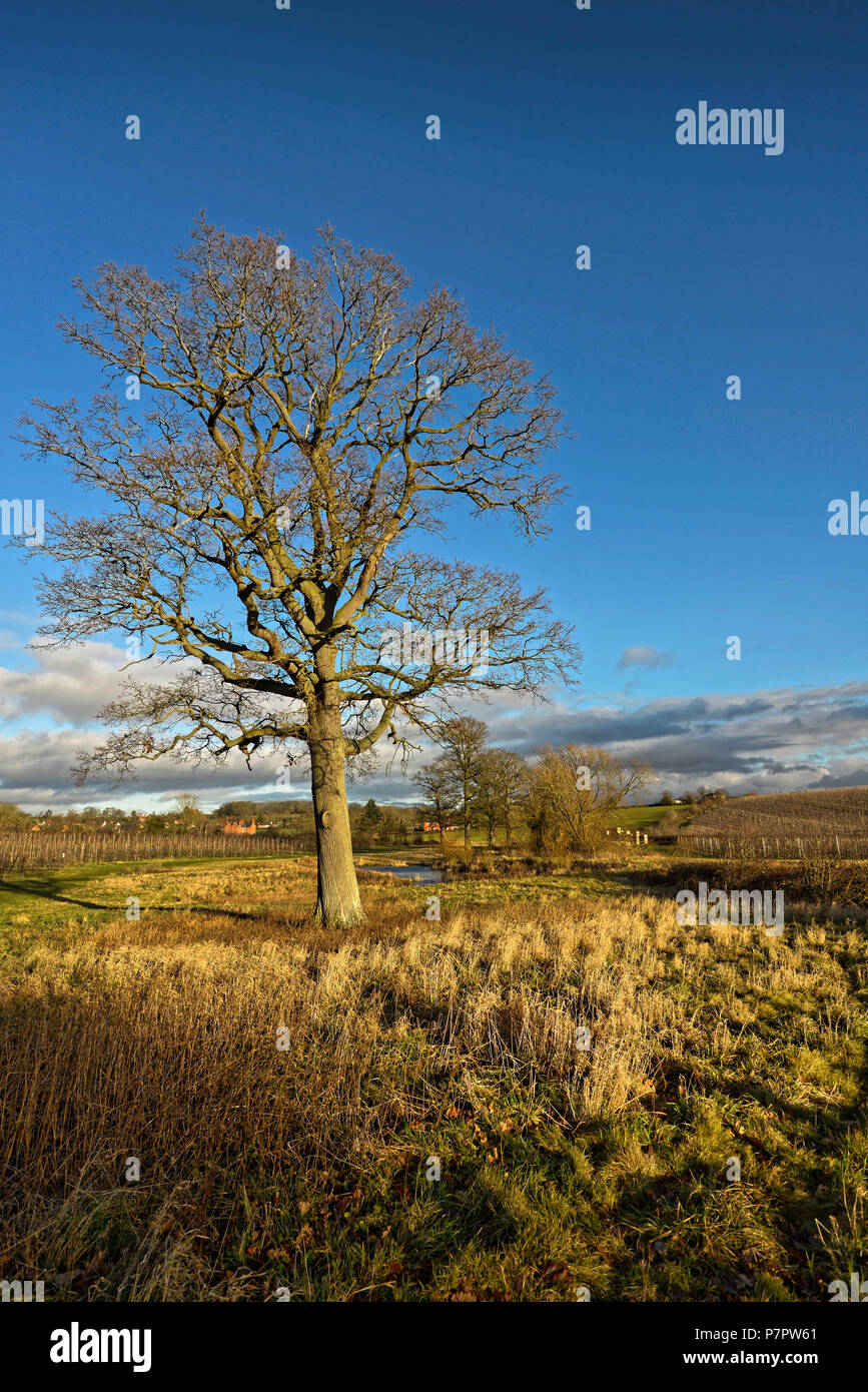 Countryside scenes at Burghill, a village in Herefordshire, England